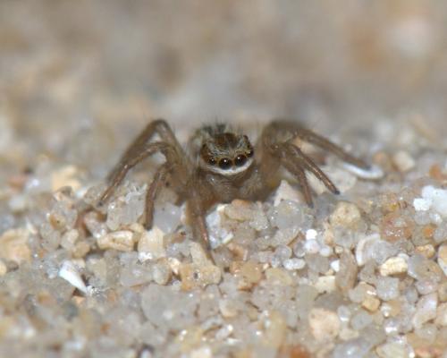 Réf. 30 394 : Phlegra bresnieri