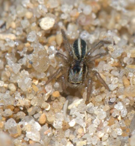 Réf. 30 393 : Phlegra bresnieri