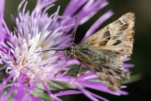 Carcharodus alceae