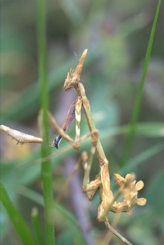 Réf. 30 452 : Empusa pennata