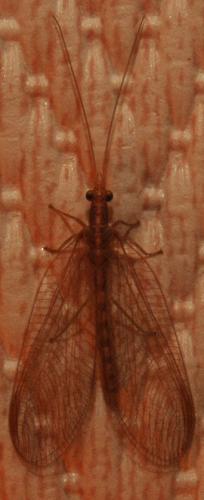 Réf. 30 477 : Chrysoperla affinis
