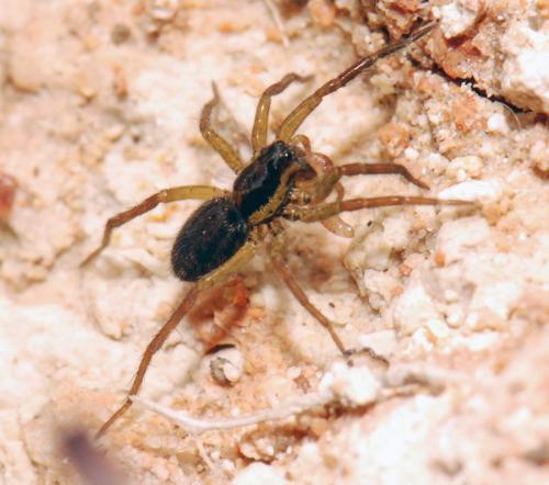 Hogna radiata
