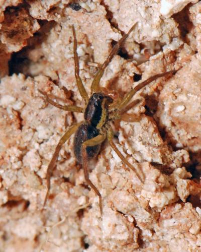 Hogna radiata