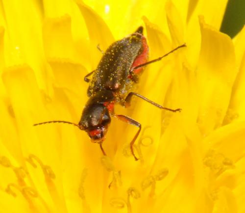 Clanoptilus abdominalis