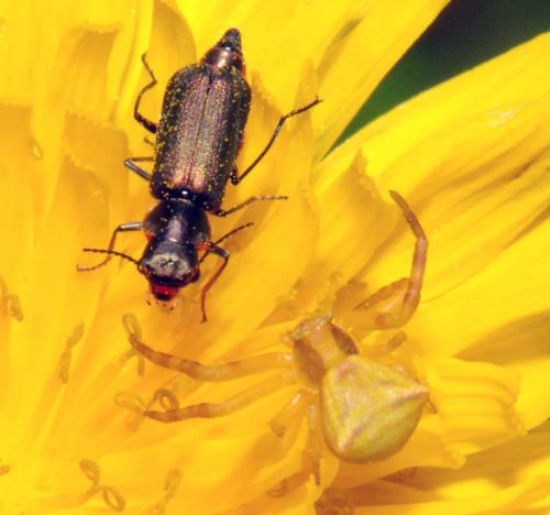 Réf. 30 312 : Clanoptilus abdominalis