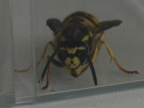 Vespula germanica