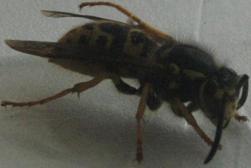 Vespula germanica