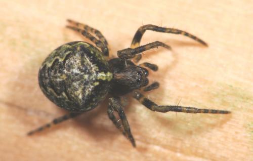 Réf. 30 534 : Gibbaranea gibbosa