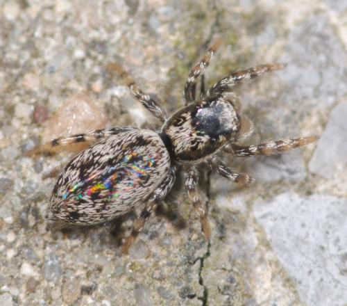 Réf. 30 577 : Salticus zebraneus