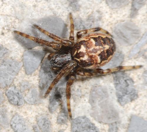 Larinioides cornutus