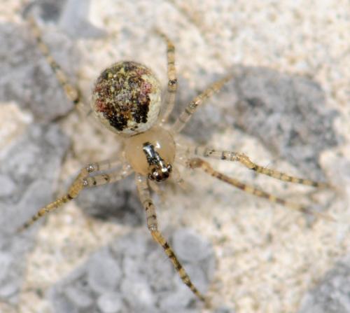 Réf. 30 575 : Platnickina tincta