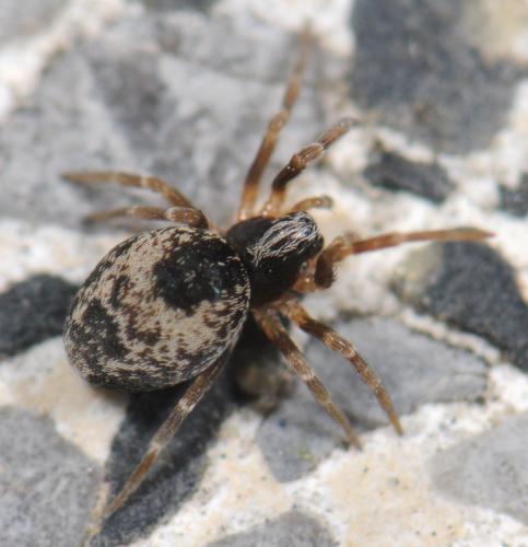 Dictyna sp.