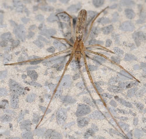 Tetragnatha sp.