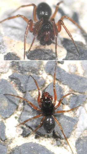 Erigone sp.