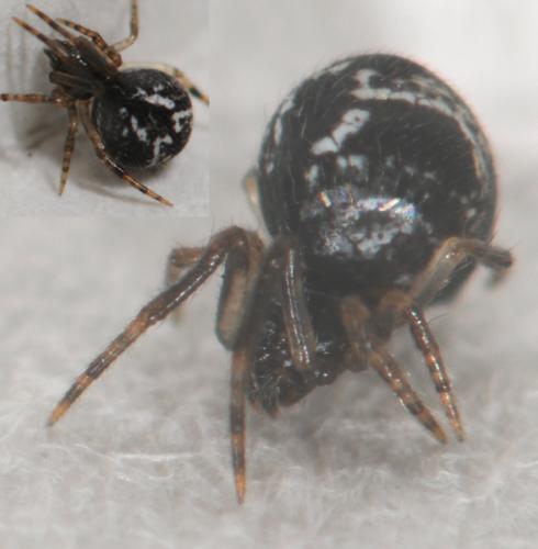 Réf. 30 781 : Parasteatoda sp.