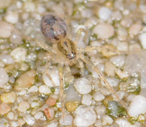 Anyphaena accentuata