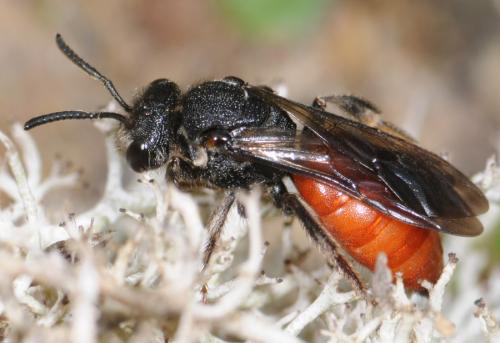 Réf. 30 888 : Sphecodes albilabris
