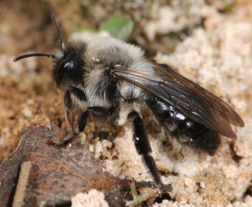 Andrena vaga