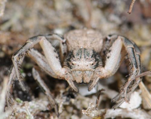 Xysticus sp.