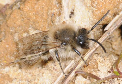 Colletes cunicularius
