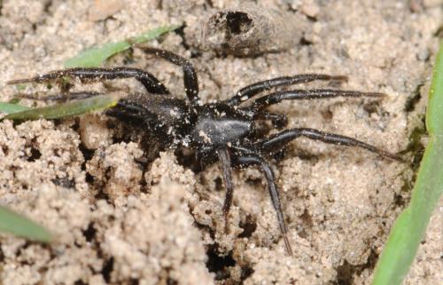 Zelotes sp.