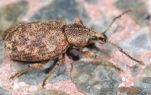 Otiorhynchus sp.