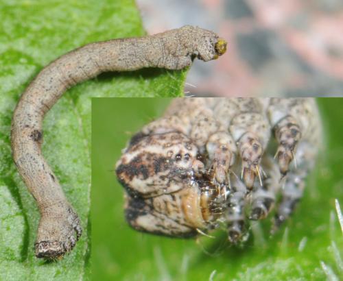 Peribatodes rhomboidaria