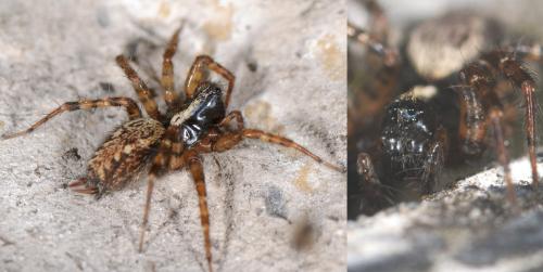 Réf. 30 950 : Textrix denticulata