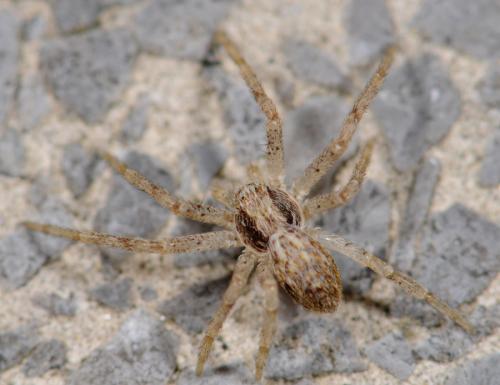 Philodromus dispar