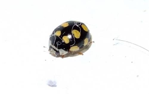 Réf. 30 374 : Oenopia lyncea