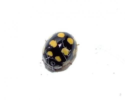 Oenopia lyncea agnatha