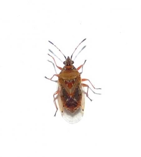 Kleidocerys resedae