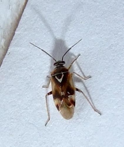 Réf. 30 697 : Orthops sp.
