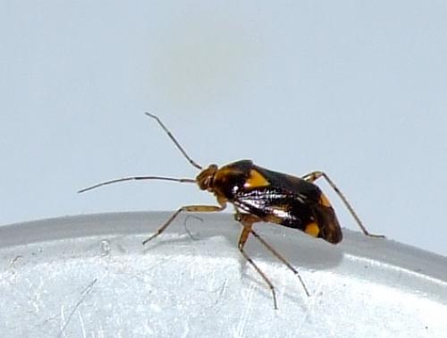 Liocoris tripustulatus