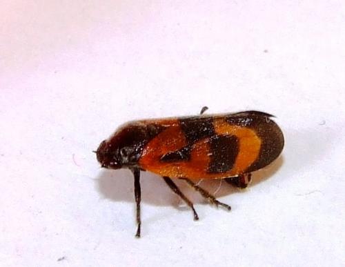 Haematoloma dorsata