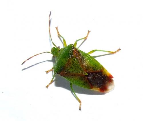 Réf. 30 994 : Elasmostethus interstinctus