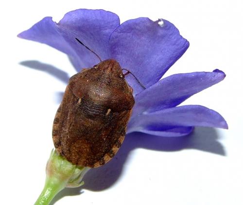Eurygaster maura