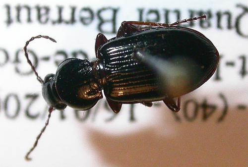 Réf. 30 427 : Pterostichus strenuus