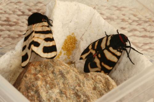 Arctia festiva