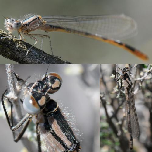 Enallagma cyathigerum