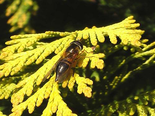 Epistrophe eligans