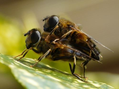 Réf. 30 653 : Eristalis pertinax