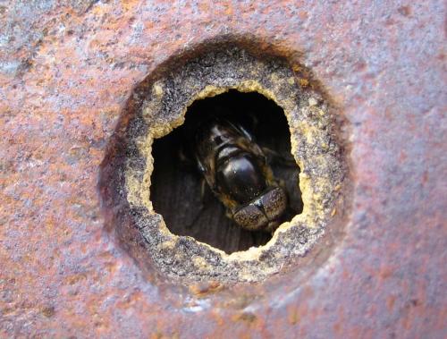 Eristalinus aeneus