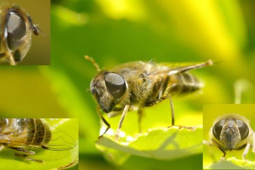 Eristalis pertinax