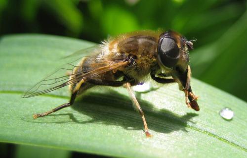 Eristalis pertinax