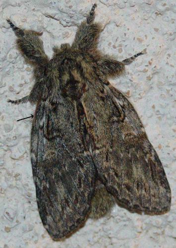 Peridea anceps
