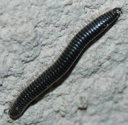 Réf. 30 411 : Ommatoiulus sabulosus