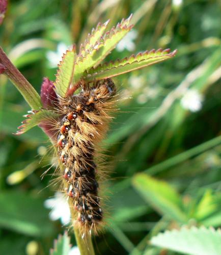 Acronicta rumicis
