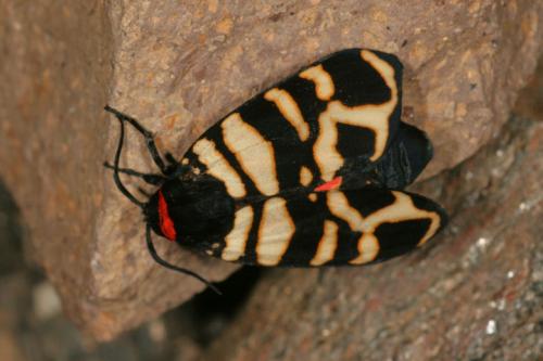 Arctia festiva