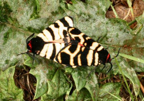 Arctia festiva